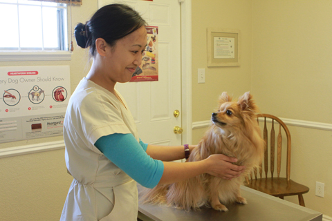 Animal Advocates Veterinary Hospital - Veterinarian in Vallejo, CA US
